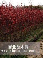 供應(yīng)安徽肥西叢生紫荊，紅花木槿，花石榴，紅葉碧桃價(jià)格