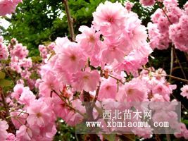 樱花苗 3公分樱花苗