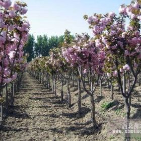 樱花树 4公分樱花树