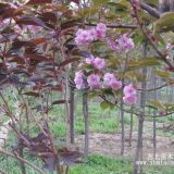 樱花树 7公分樱花树