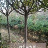 櫻花樹 10公分櫻花樹