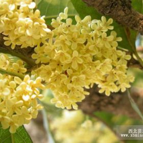 咸寧桂花樹 桂花苗 綠化小苗常年供應(yīng)