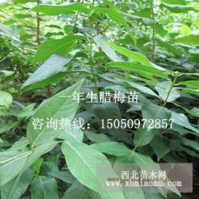 工程綠化用苗黃梅花苗園林專業(yè)苗臘梅臘梅花苗大量批發(fā)