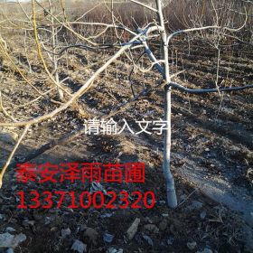 湖南种什么核桃苗好 8518核桃苗哪里便宜