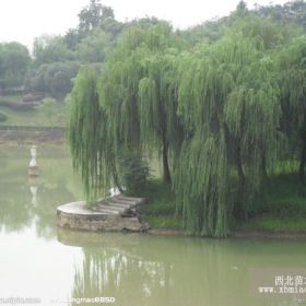 太原柳樹苗 柳樹價(jià)格  柳樹基地