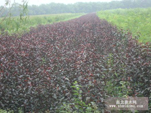 密枝紅葉李