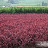 出售遼寧大連紫葉稠李、黑龍江紅葉李、吉林王族海棠