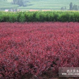 出售辽宁大连紫叶稠李、黑龙江红叶李、吉林王族海棠