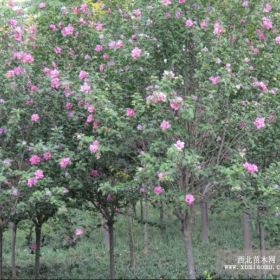 红花木槿 杂花木槿 独杆丛生