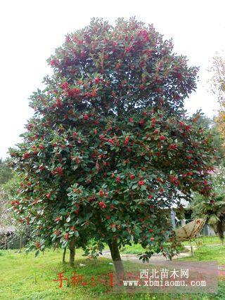 紅花荷小苗（新品大紅色花）