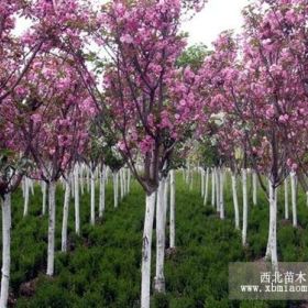 2013櫻花樹價格 山東櫻花 包發(fā)貨櫻花樹，低價處理櫻花