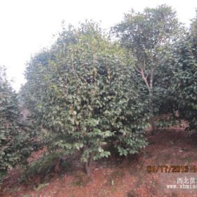 湖南大茶花价格批发湖南大茶花