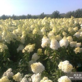 遼寧木繡球．東北木繡球．開原大花水椏木．木繡球小苗