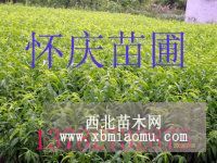 信阳苹果苗/南阳苹果苗/许昌苹果苗价格