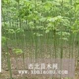 供應山西白蠟苗 白皮松 油松