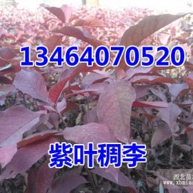 紫葉稠李小苗，金葉復(fù)葉槭小苗，五角楓小苗，紅葉李小苗