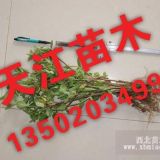 天津銷(xiāo)售金銀花苗銷(xiāo)售占地金銀花樹(shù)苗賠償高批發(fā)北京金銀花樹(shù)苗