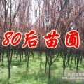 2014年紅葉李價(jià)格更新