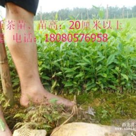 低价批发2014年茶叶、茶苗、福鼎白茶、乌牛早茶苗