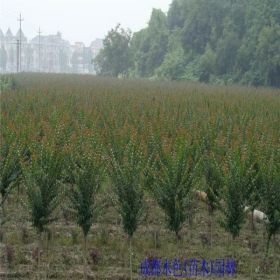 四川红花紫薇基地、成都红花紫薇