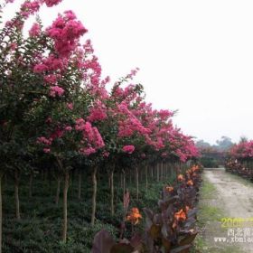 成都獨(dú)桿桂花  成都高桿大紅紫薇