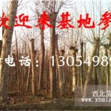 急售山東東營(yíng)一年帽15公分法桐價(jià)格