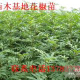 河南供应花椒苗、求购花椒苗、