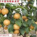 河南梨樹(shù)苗0.8-2公分蘋(píng)果樹(shù)、柿樹(shù)、核桃樹(shù)價(jià)格