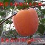 河南柿樹(shù)苗、新鄉(xiāng)甜柿、軟棗苗