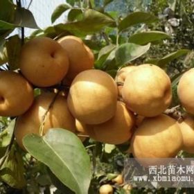 洛陽(yáng)桃樹苗--梨樹苗/核桃苗/花椒苗/晚秋黃梨苗