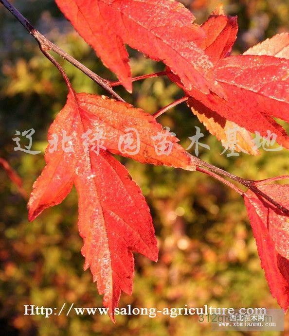 紅衣主教海棠白蘭地海棠