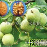 8518核桃苗/香玲核桃苗/沂蒙薄殼核桃苗