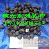 供應(yīng)贛石83-4號油茶苗