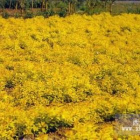 木绣球价格、金山绣线菊价格、红花绣线菊价格、