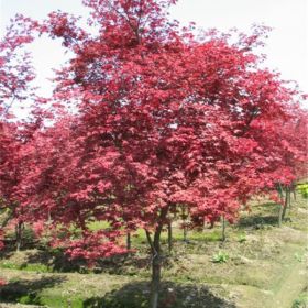 四川红枫、四川红枫苗、四川红枫树、四川红枫小苗基地