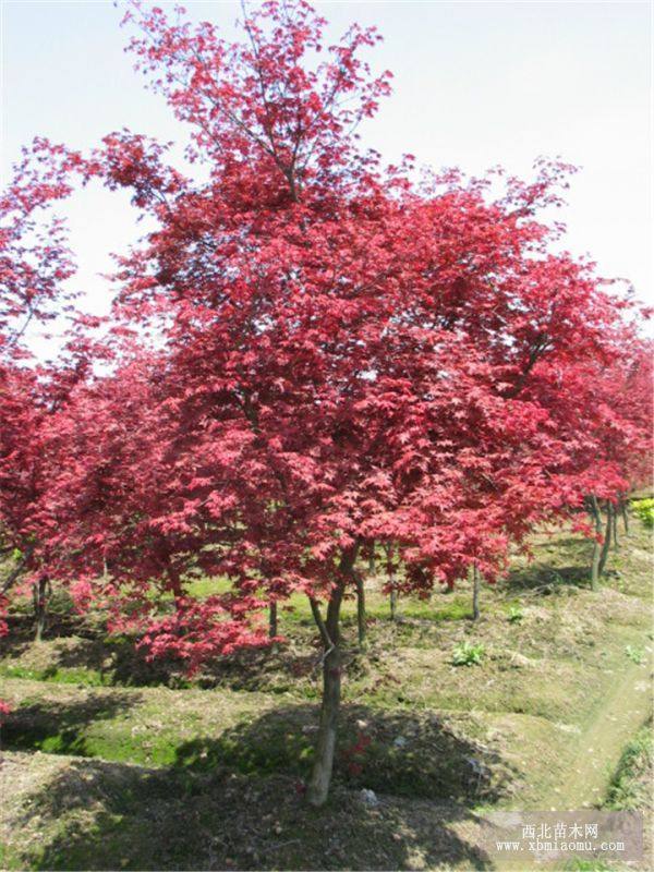 四川紅楓、四川紅楓苗