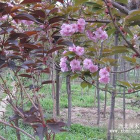 河北樱花树 樱花树价格