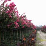 四川紅花紫薇四川紅花紫薇