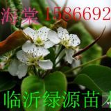 臨沂綠源苗木供應(yīng)梨花海棠