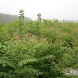 北栾小苗图片，北栾苗价格，北栾苗种植销售基地