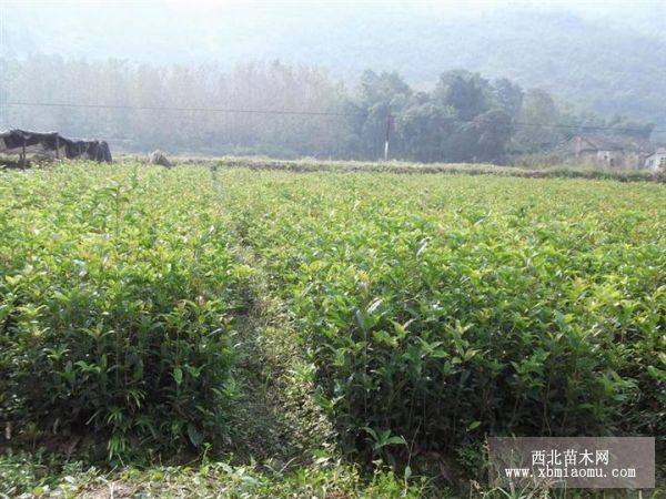 桂花树（湖北）价格