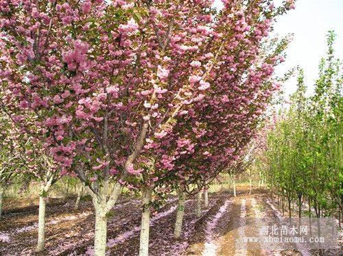 3公分樱花树