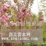 供應(yīng)批發(fā) 櫻花苗 櫻花樹苗