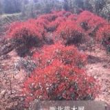 今年（2016-7）紅葉石楠苗圃價格，紅葉石楠行情介紹