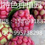 長(zhǎng)壽果高清圖片