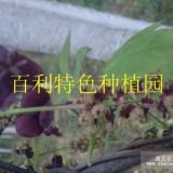 八月瓜種植