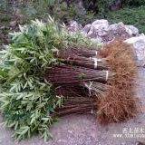 花椒树苗价格 批发山东花椒小苗