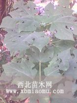 山东构树品种，构树价格