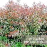 供應(yīng)山西紅葉碧桃，碧桃樹，小紅葉碧桃苗