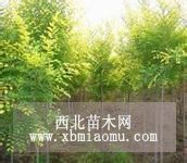 河北金葉榆 保定矮接金葉榆 金葉榆小苗價(jià)格